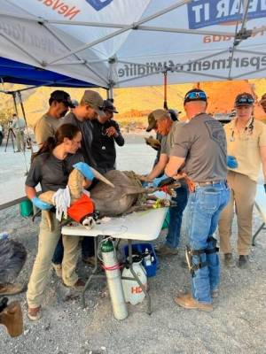 WWildlife officials assess the health of a captured desert bighorn sheep at Valley of Fire Stat ...