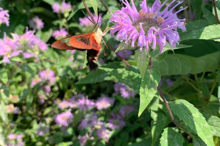 Bee balm or wild bergamot has pompom-like clusters of tubular flowers that are irresistible to ...