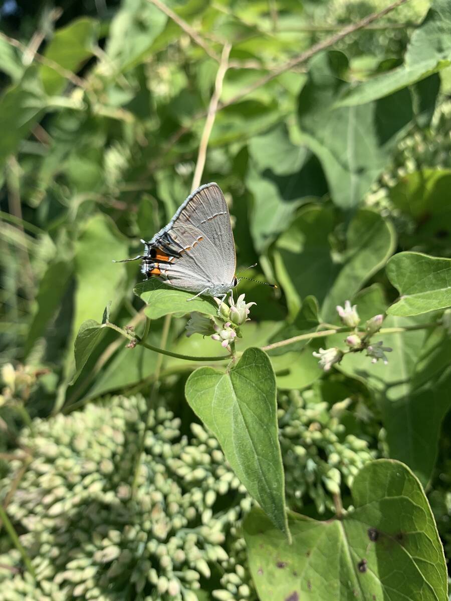This milkweed plant has attracted an azure butterfly. Milkweed also plays a critical role in th ...