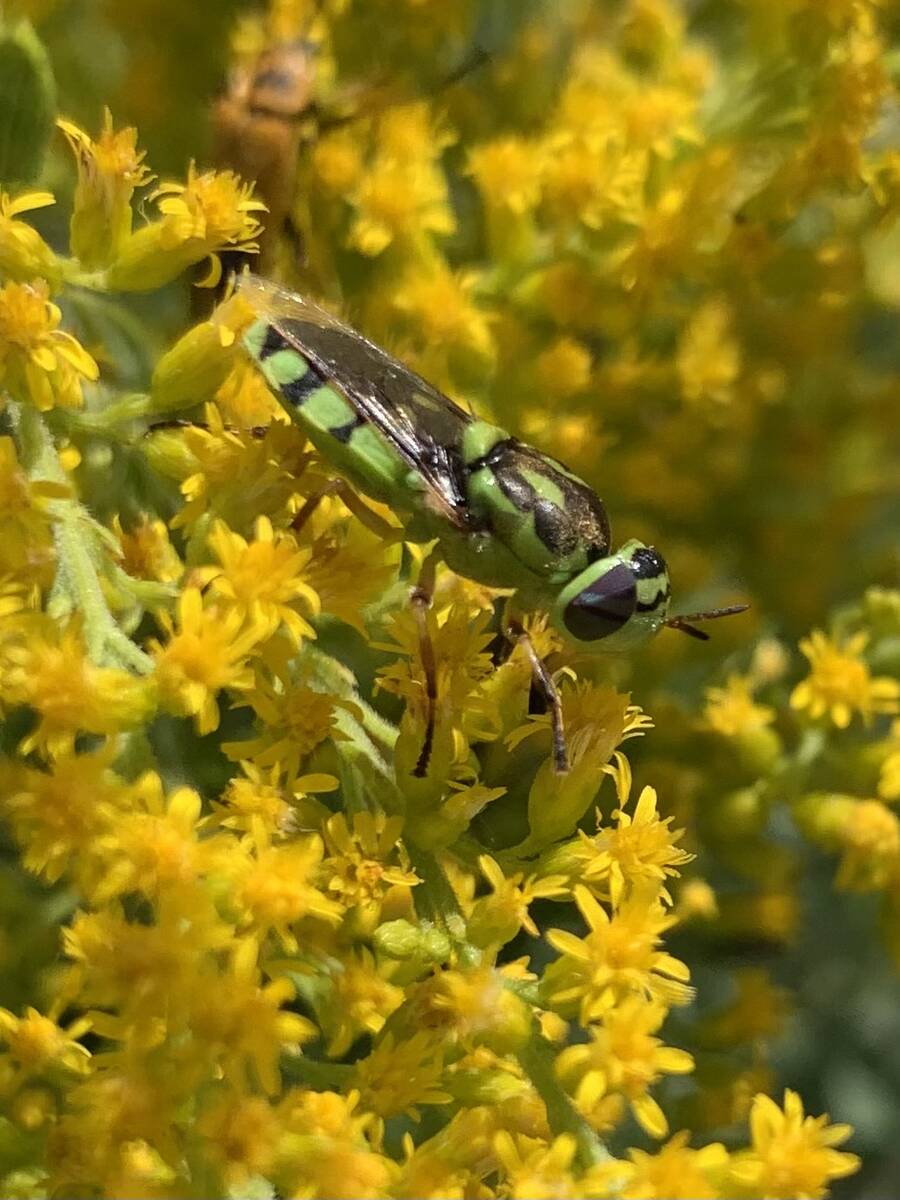 Goldenrods are among the most important late-season pollinator plants. Soldier fly and honeybee ...
