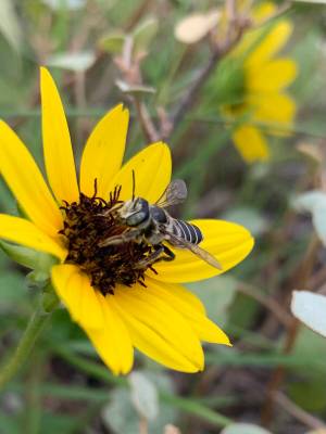 In late summer to autumn, Rudbeckia brightens up the center of the flower border and provides f ...