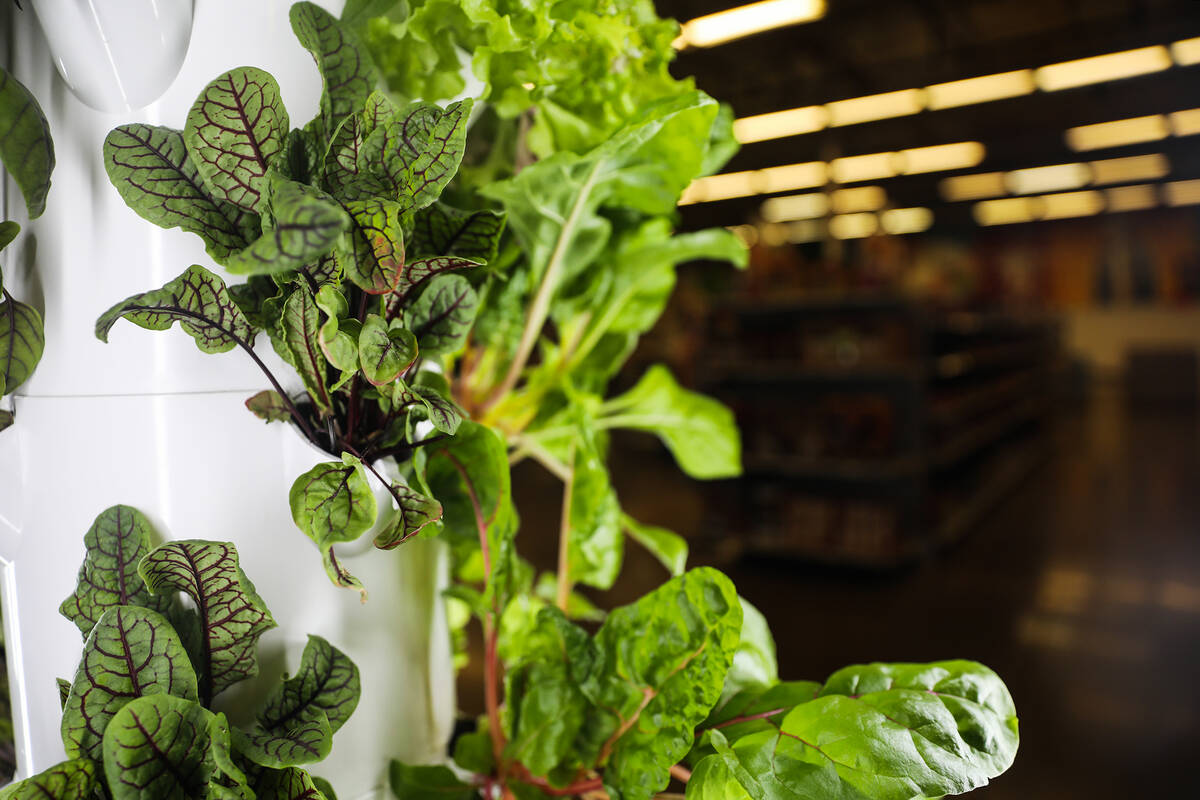 A hydroponic garden at the gourmet food store Artisanal Foods in Las Vegas, Thursday, June 30, ...