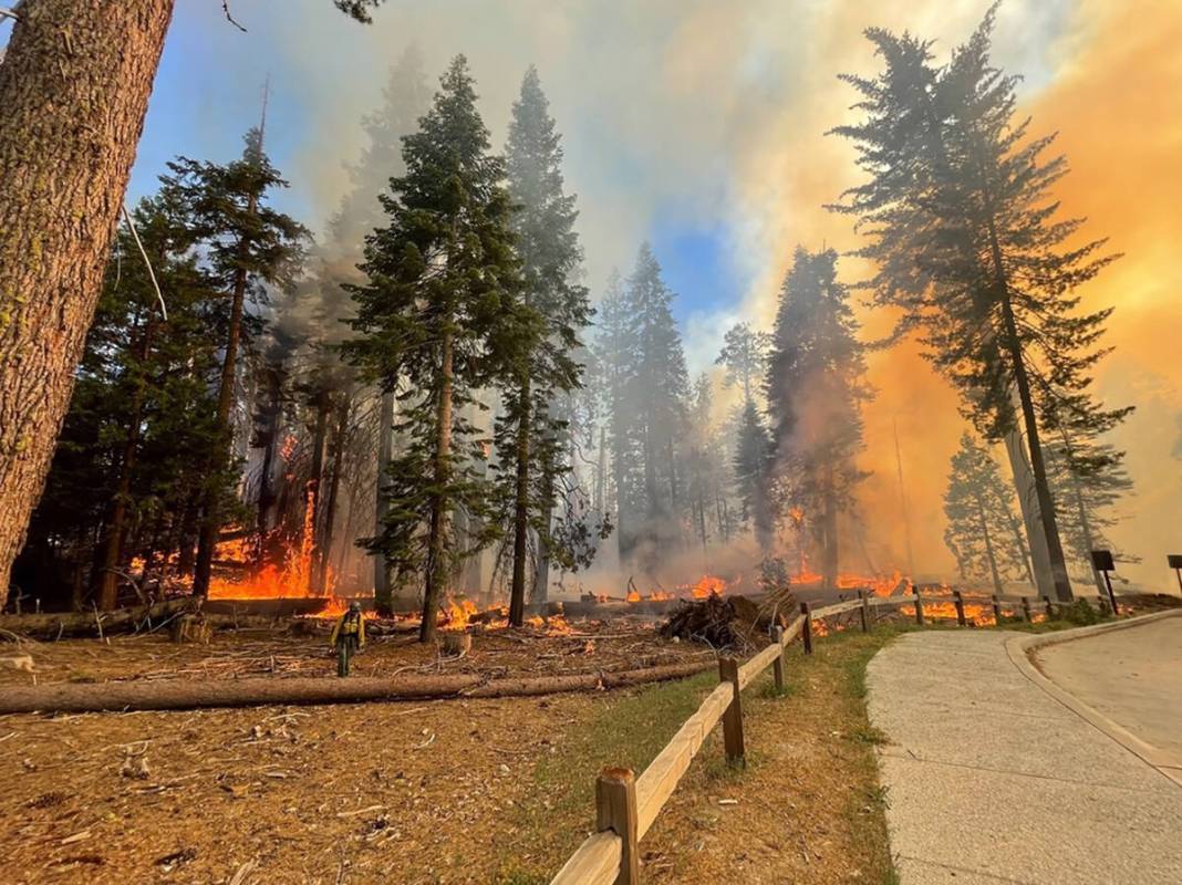 Firefighters at work in Mariposa Grove, California, on July 7, 2022. (Yosemite Fire/TNS)