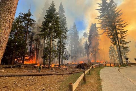 Firefighters at work in Mariposa Grove, California, on July 7, 2022. (Yosemite Fire/TNS)