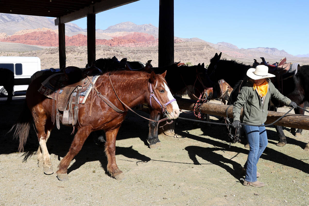 Wrangler Aly Schmalz works with horses and mules at Cowboy Trail Rides in Red Rock Canyon Tuesd ...