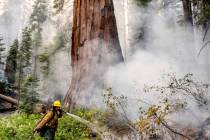 A firefighter protects a sequoia tree as the Washburn Fire burns in Mariposa Grove in Yosemite ...