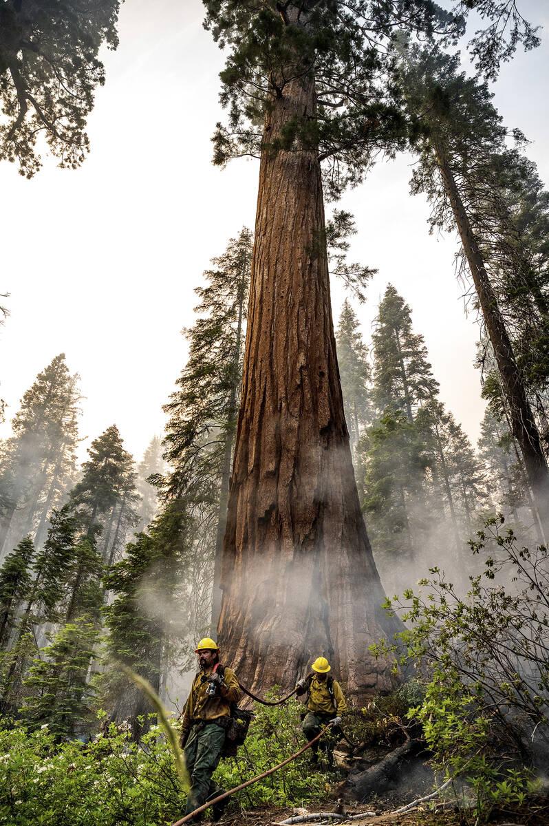 Firefighters protect a sequoia tree as the Washburn Fire burns in Mariposa Grove in Yosemite Na ...