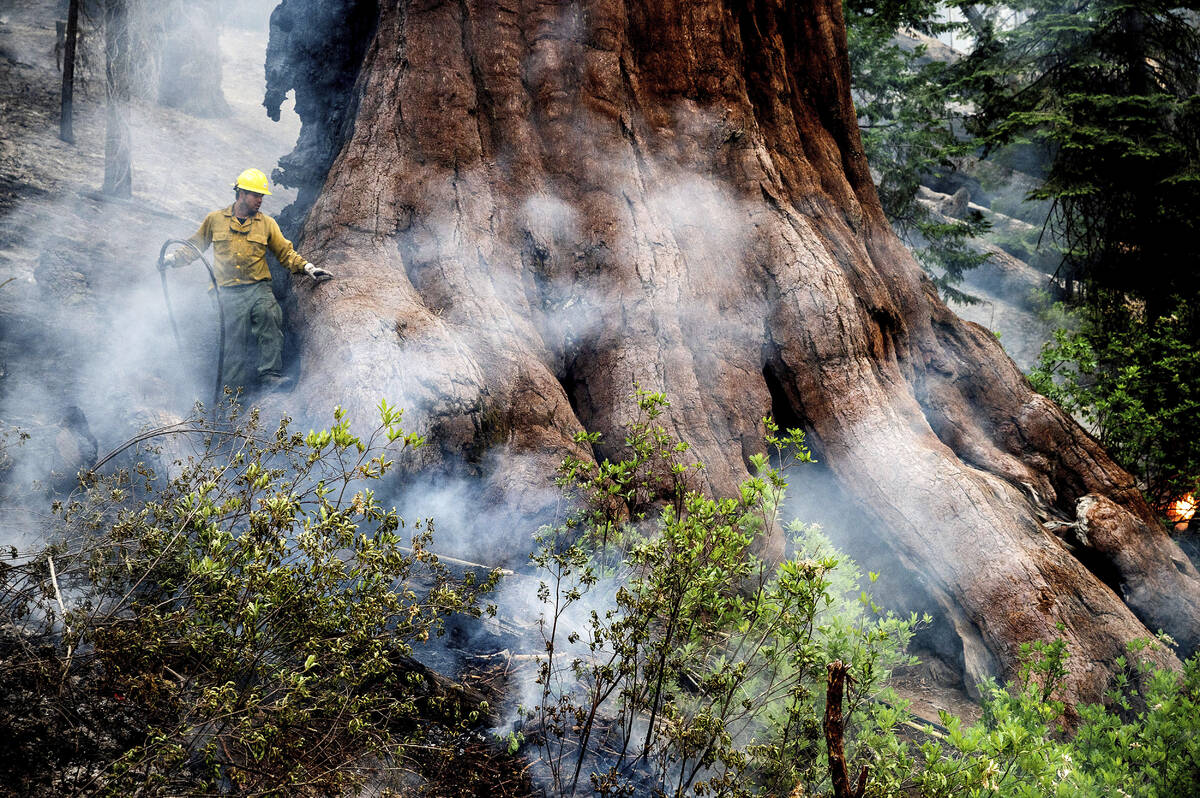 A firefighter protects a sequoia tree as the Washburn Fire burns in Mariposa Grove in Yosemite ...