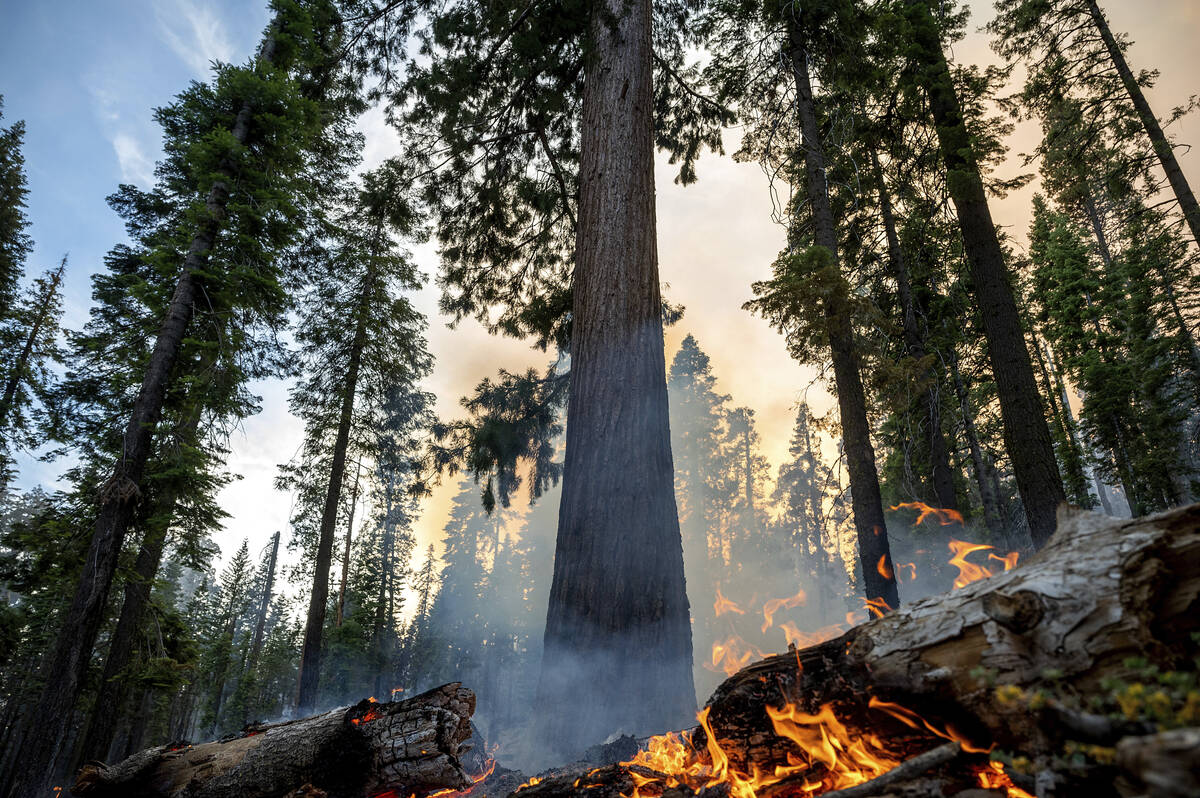 The Washburn Fire burns in Mariposa Grove in Yosemite National Park, Calif., on Friday, July 8, ...