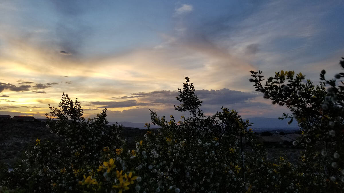 Creosote flowers and seeds in the foreground of a summer sunset seen from a hilly area leading ...