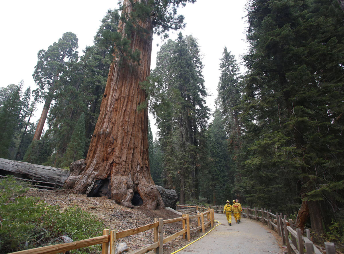 FILE - Firefighters walk near a giant Sequoia at Grant Grove in Kings Canyon National Park, Cal ...