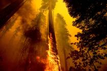 FILE - In this Sunday, Sept. 19, 2021 file photo, Flames burn up a tree as part of the Windy Fi ...