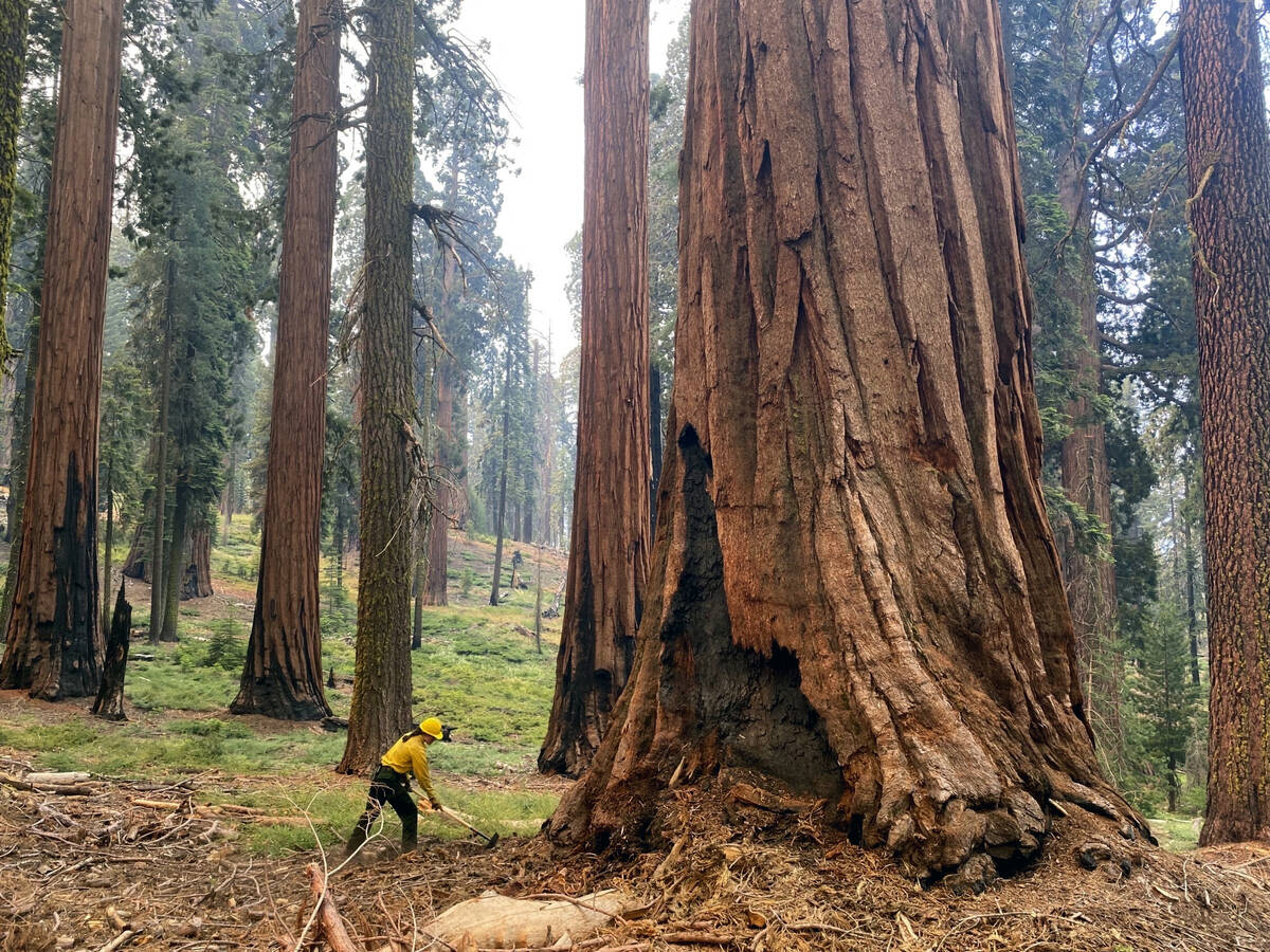 FILE - In this photo provided by the National Park Service, a firefighter clears loose brush fr ...