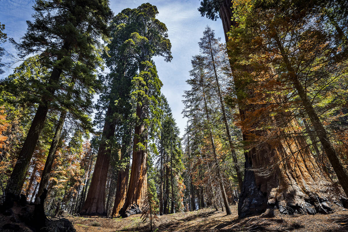 FILE - A grove of Giant Sequoia trees grows in Mountain Home State Demonstration Forest outside ...