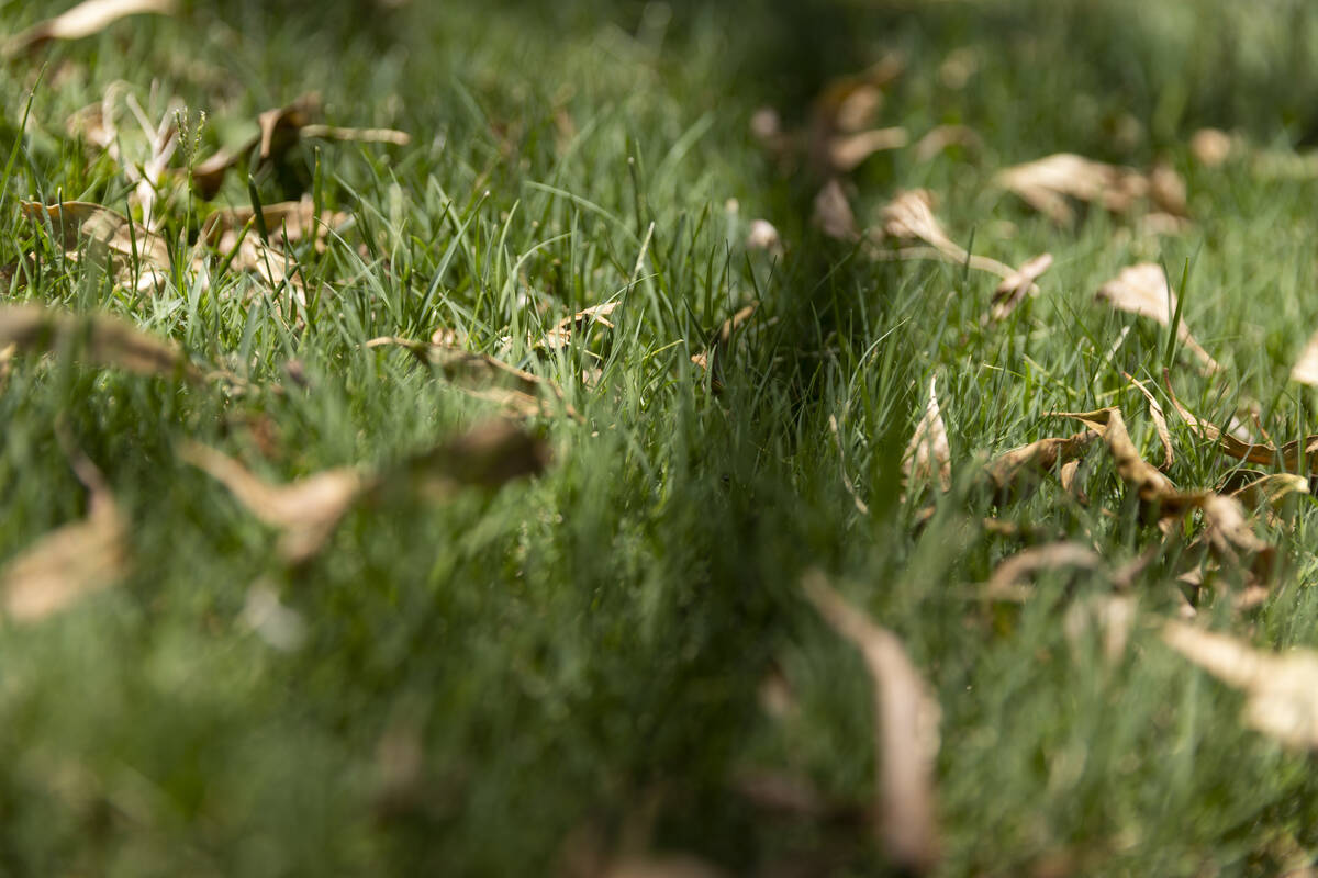 Spotted Leaf Park in Las Vegas, Tuesday, July 12, 2022. (Erik Verduzco / Las Vegas Review-Journal)