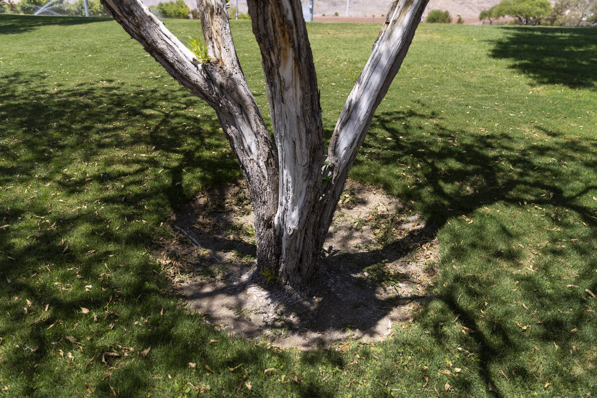 Spotted Leaf Park in Las Vegas, Tuesday, July 12, 2022. (Erik Verduzco / Las Vegas Review-Journal)