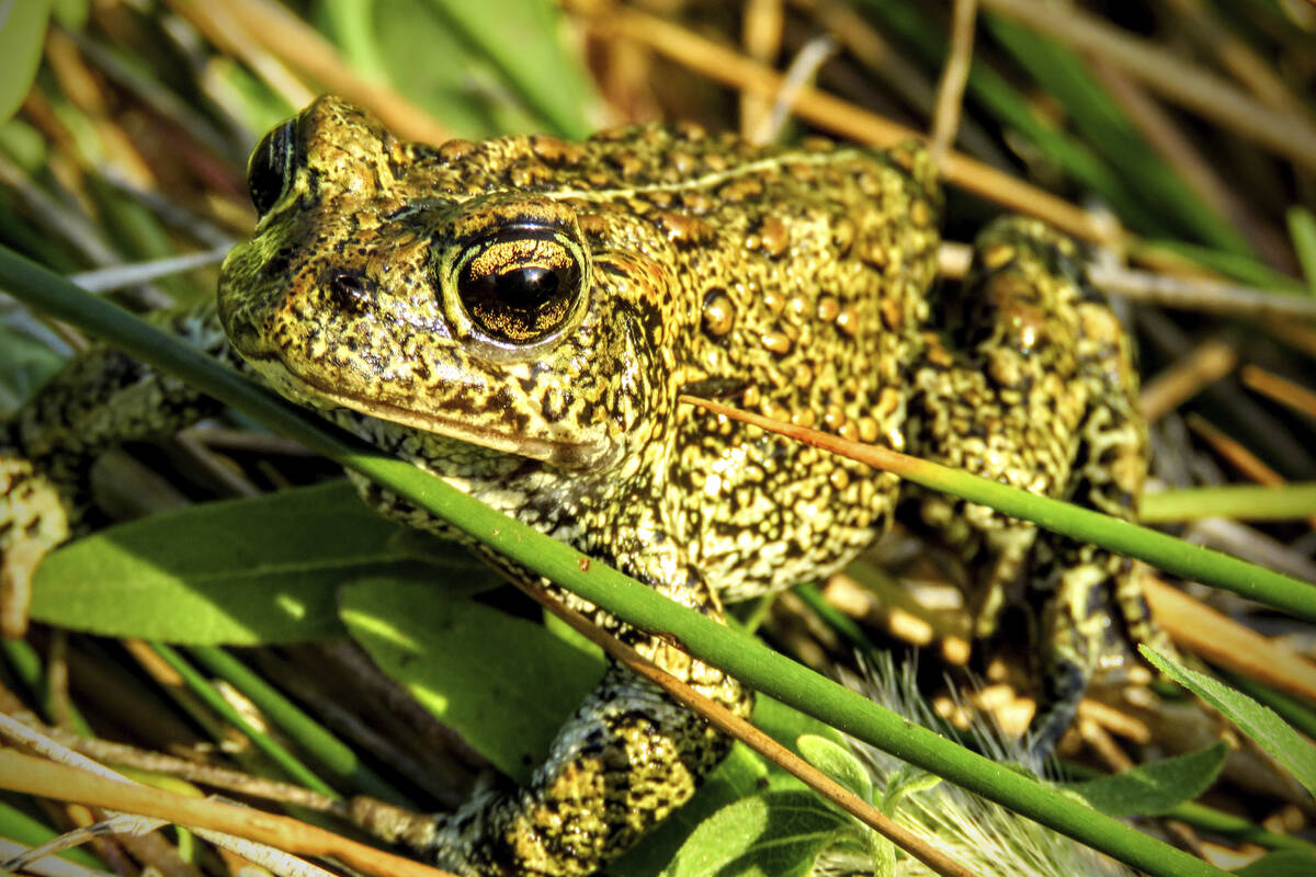 FILE - In this 2017 photo provided by the Center for Biological Diversity is a Dixie Valley toa ...