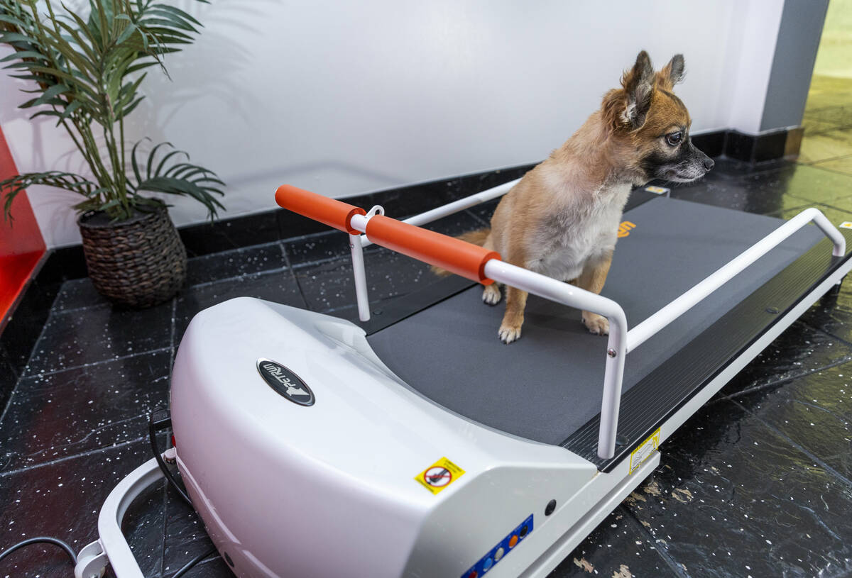 Charlotte stands on a little treadmill at the Luxe Pet Hotels on Friday, Aug. 5, 2022, in Las V ...