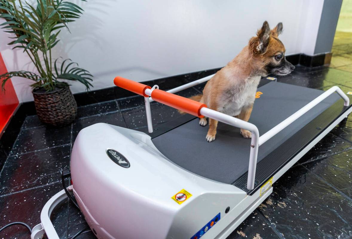 Charlotte stands on a little treadmill at the Luxe Pet Hotels on Friday, Aug. 5, 2022, in Las V ...
