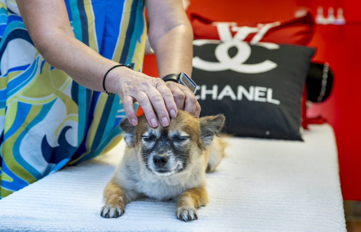 Ioana Prunes gives Charlotte a massage in the dedicated room at the Luxe Pet Hotels on Friday, ...