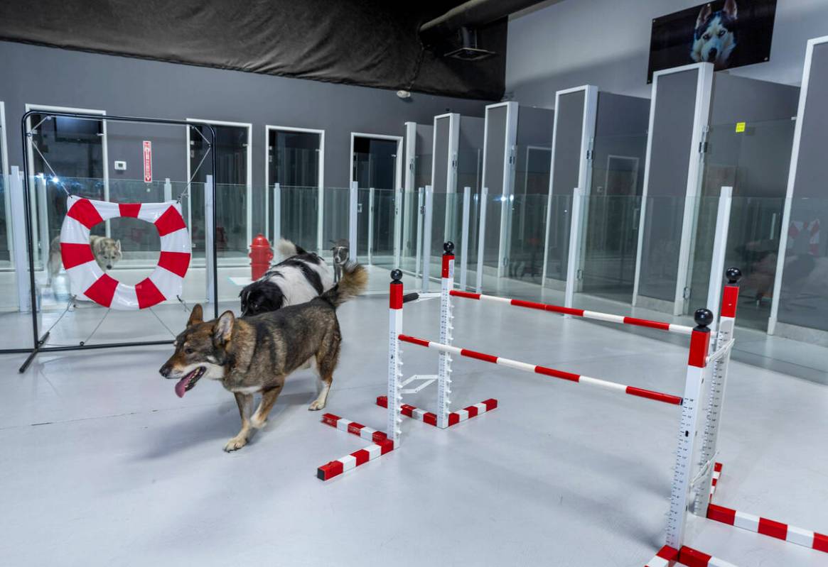 (From left) Luxe and Bo spend time in the indoor play area at the Luxe Pet Hotels on Friday, Au ...