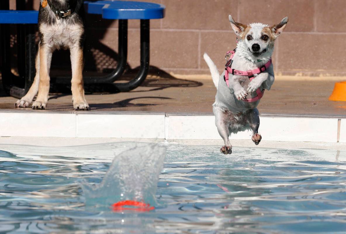 Mini jumps into the water to recover her frisbee during the annual “Dog Daze of Summer&# ...