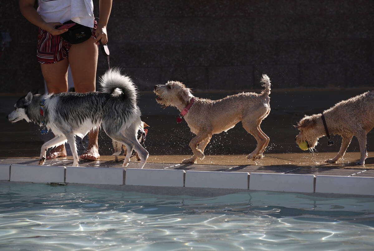 Dogs lined up to jump into the water during the annual ÒDog Daze of SummerÓ event at ...