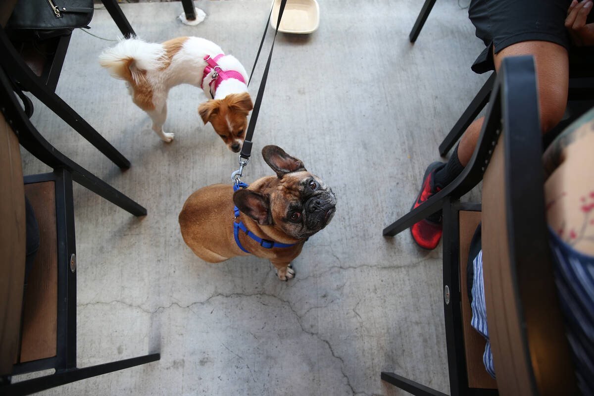 Rafa, bottom, and Baeli, stand next to their owner JR Echaluce at Lazy Dog restaurant in Las Ve ...