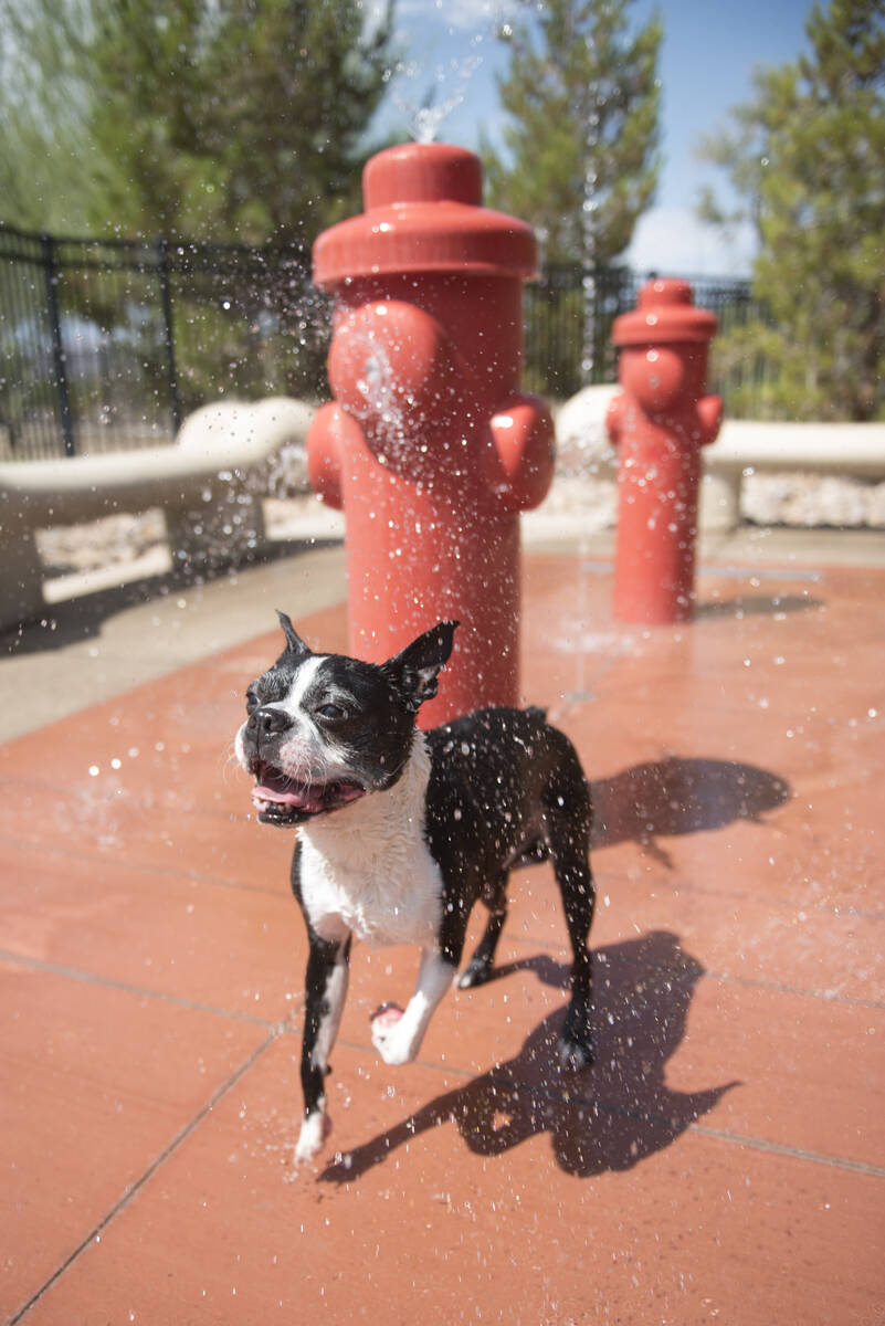 Jose Prieto, watches his dog, Oreo, at the dog friendly splash pad at Heritage Bark Park in Hen ...