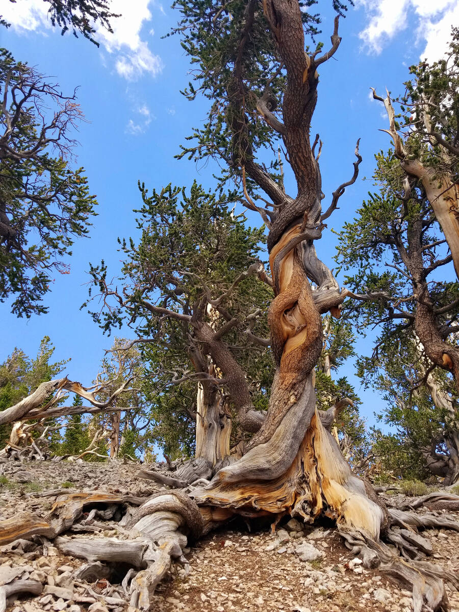 As rocky soils erode, fanciful bristlecone roots are exposed and complement the twists forming ...