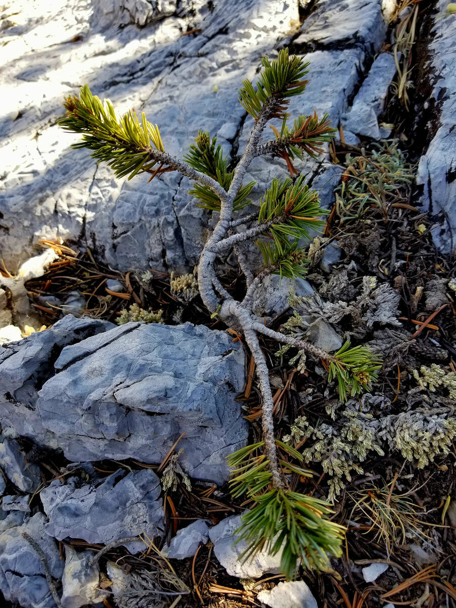 A bristlecone youngster rooted in rock along Bristlecone Trail. (Natalie Burt/Las Vegas Review- ...