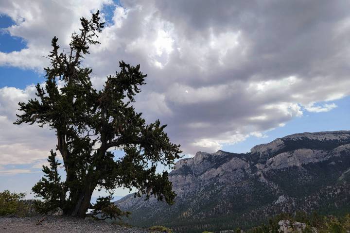 A Great Basin bristlecone pine reaches toward the clouds about 2 miles into the 6-mile Upper Br ...