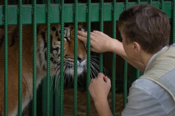 Natalia Popova, 50, pets a tiger at her animal shelter in Kyiv region, Ukraine, Thursday, Aug. ...