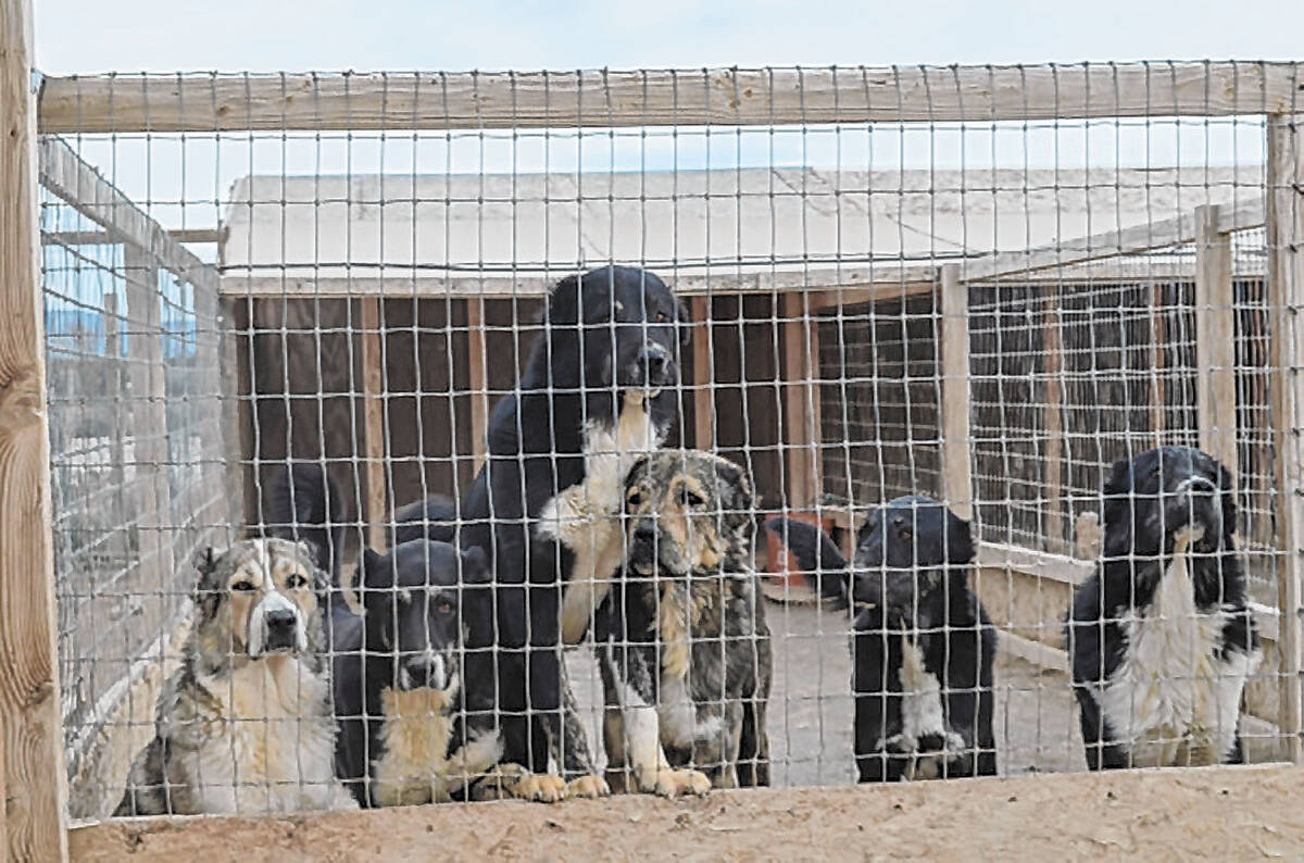 A file photo from 2017 shows some of the more than 100 dogs Oskana Higgins and Vasili Platunov ...