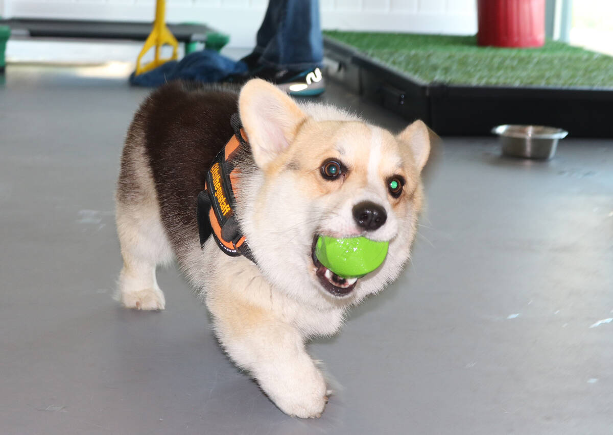 A corgi, Gustaff, fetches a ball at Barx Parx, a new indoor dog park, in Henderson on Wednesday ...