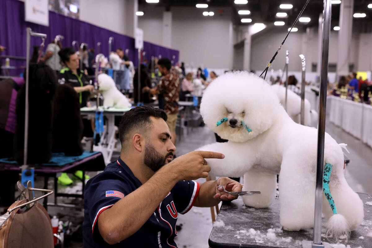 Caio Ribeiro of New York and other grooming contestants compete during the SuperZoo pet industr ...