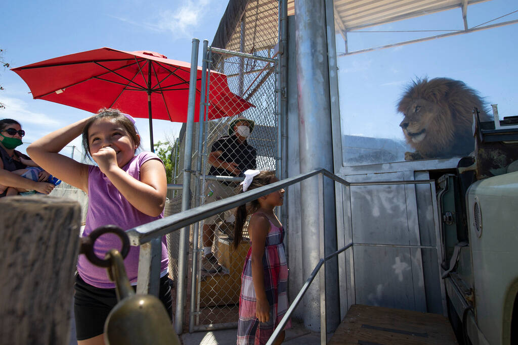 Isabella Rios, 6, giggles as Bentley the lion is fed at the Lion Habitat Ranch on Monday, July ...