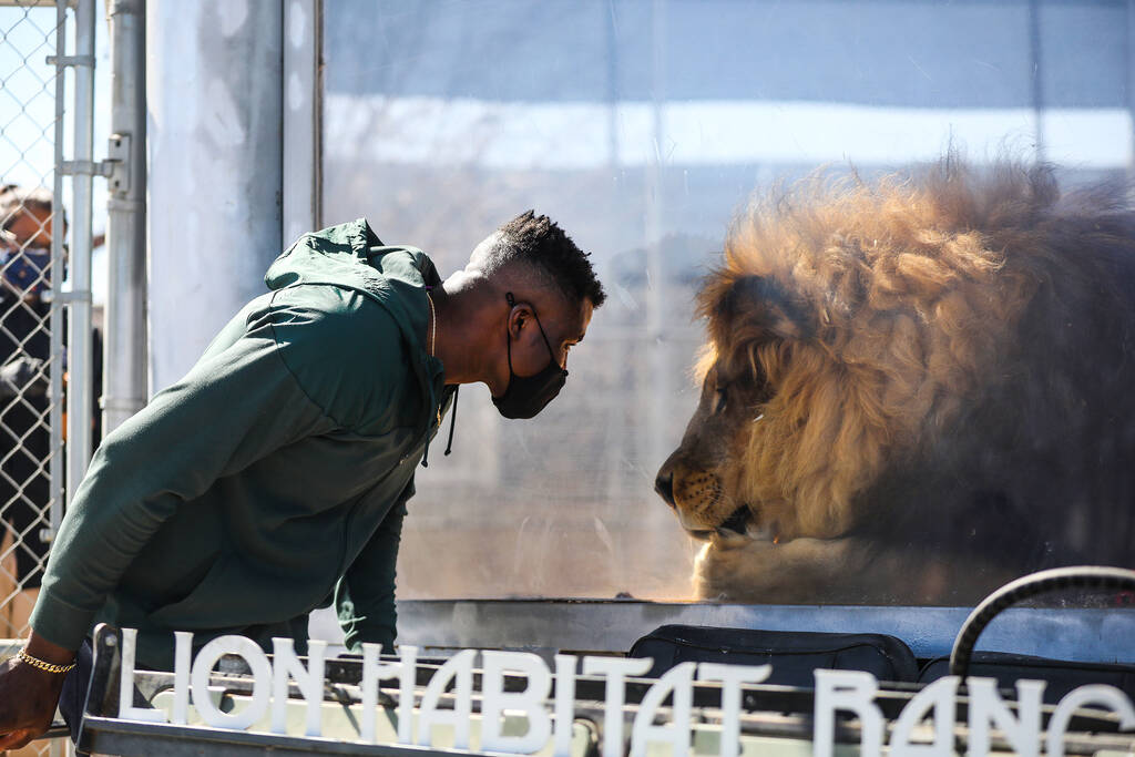 UFC fighter Francis Ngannou watches the lion Bentley eat at the Lion Habitat Ranch on Sunday, M ...