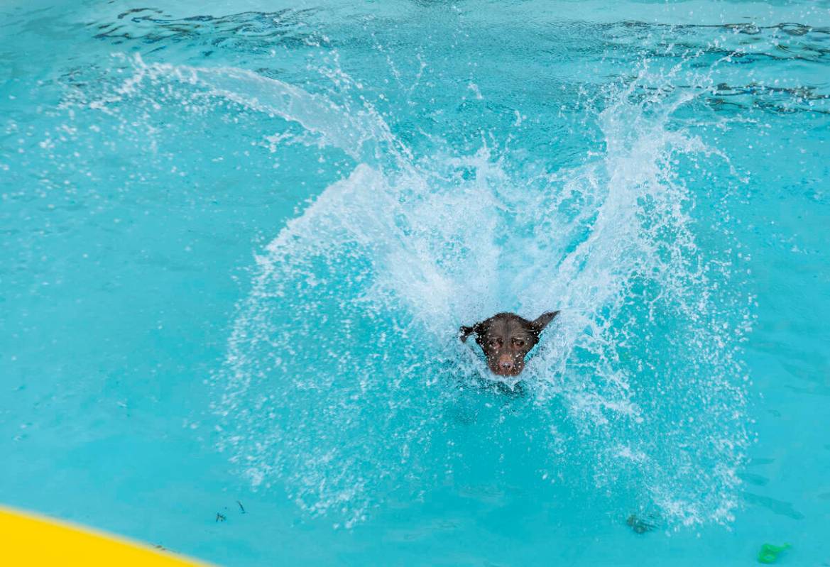 A dog splashes in the water chasing a toy during Dog Daze of Summer event where dogs swim in th ...
