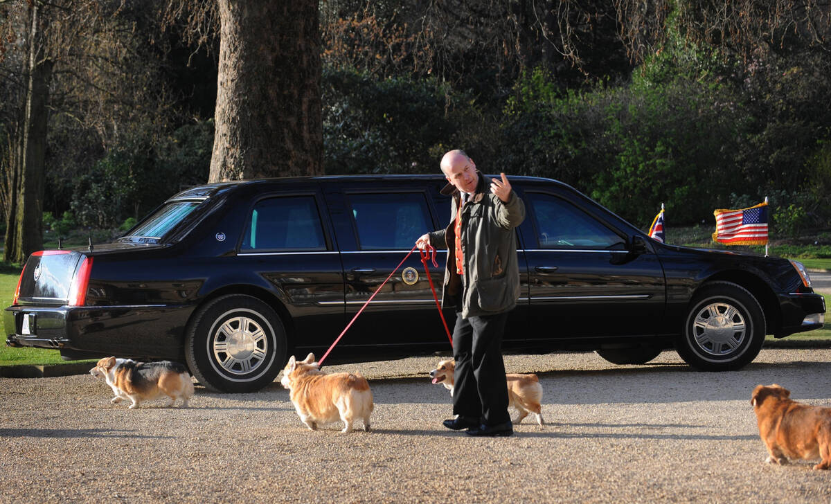 FILE - The Corgis belonging to Britain's Queen Elizabeth II are taken for a walk in the grounds ...