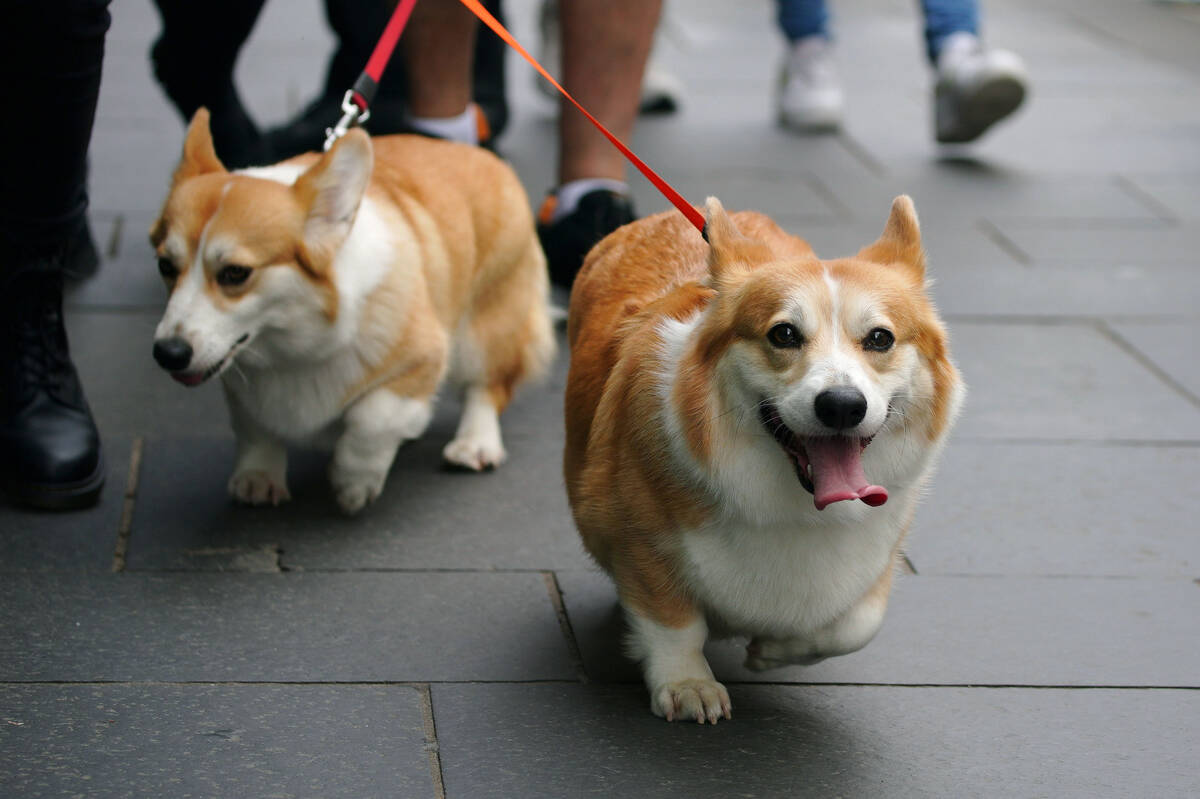 People walk corgis along the Royal Mile, before the arrival of the hearse carrying the coffin o ...