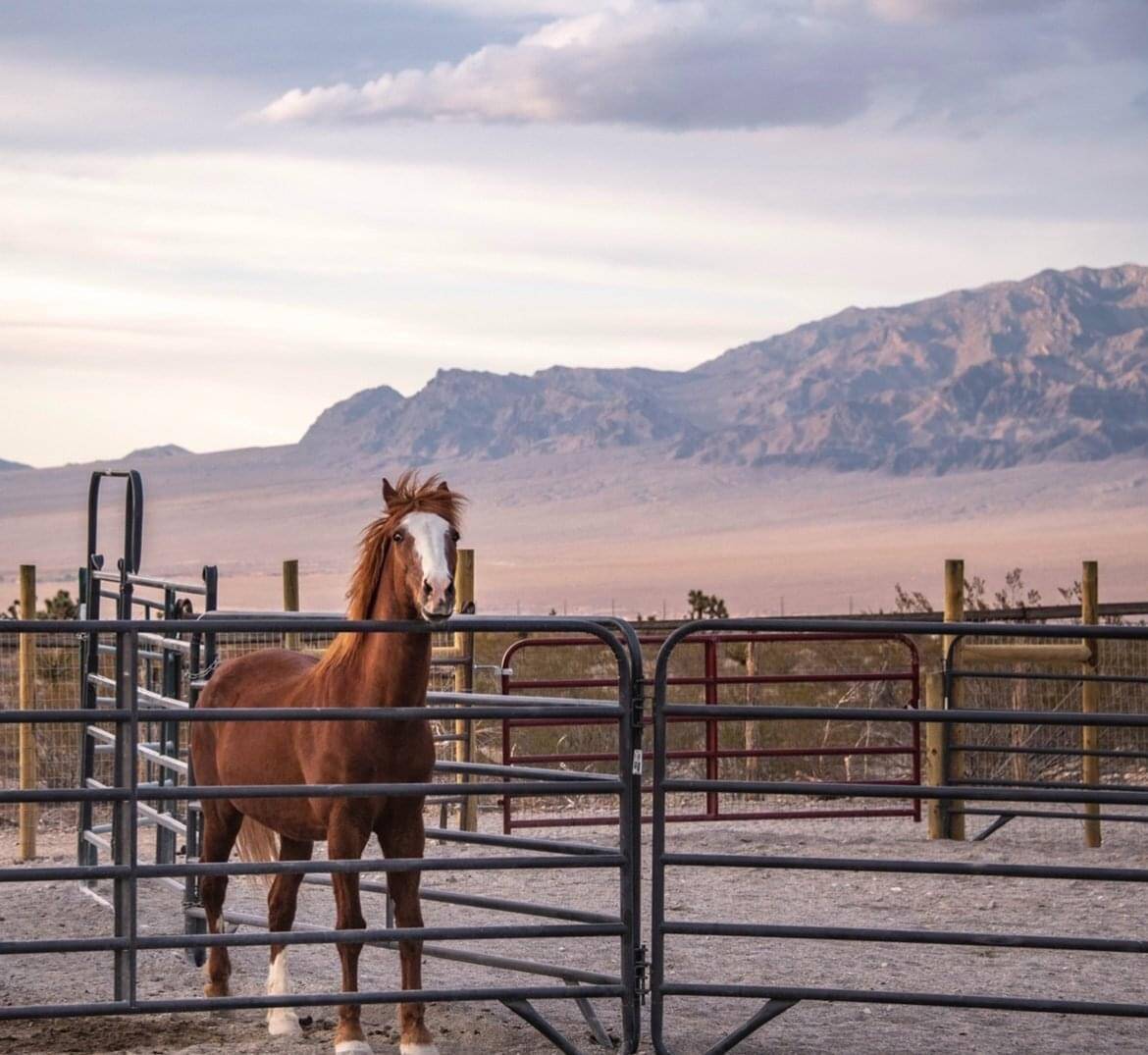 The horse sanctuary managed by the nonprofit Hearts Alive Village is looking to expand its oper ...