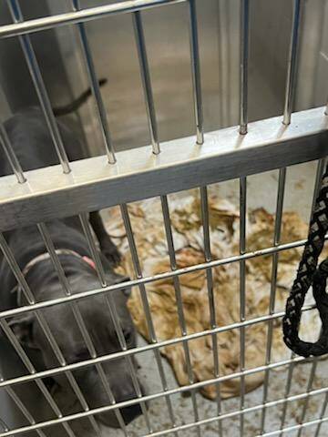 This Sept. 12, 2022, photo shows a dog being held at the Animal Foundation shelter’s int ...