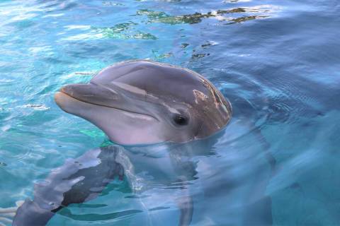 K2, an 11-year-old bottlenose dolphin, died at the Mirage Secret Garden and Habitat on Saturday ...