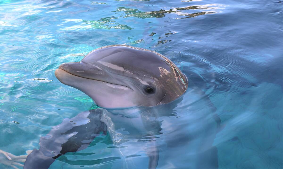 K2, an 11-year-old bottlenose dolphin, died at the Mirage Secret Garden and Habitat on Saturday ...