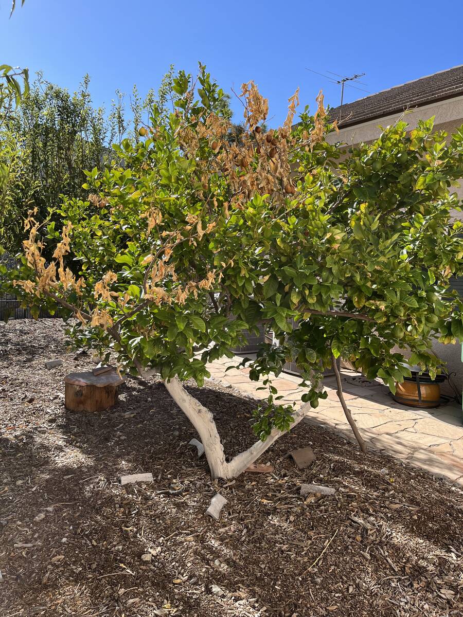 This Eureka lemon tree shows branch dieback. (Courtesy Bob Morris)