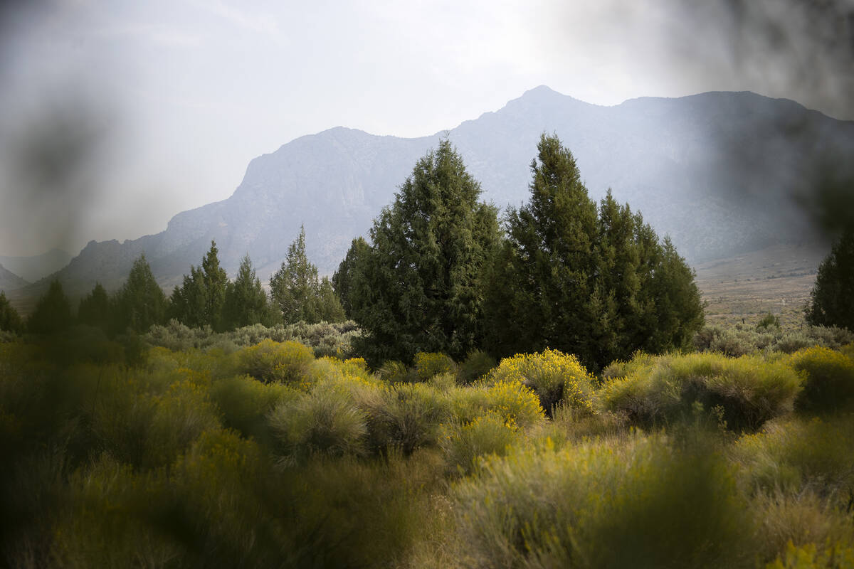 Rocky Mountain junipers are among the vegetation in the swamp cedars, a sacred Native American ...