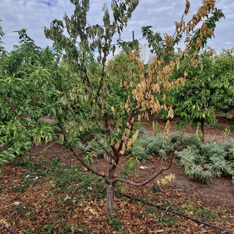 Sun damage to the peach tree's limbs was caused by the open canopy, which then encouraged borer ...