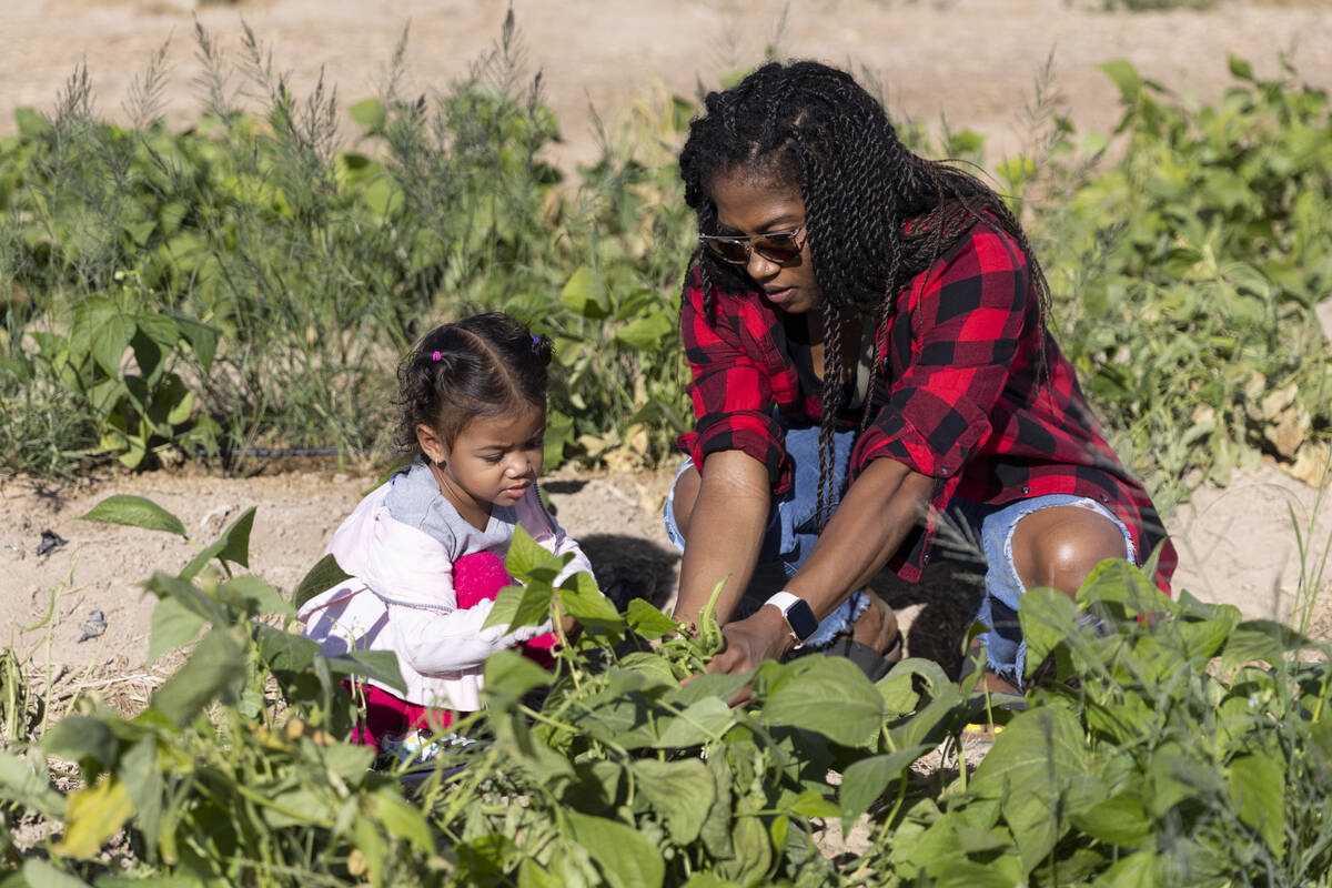Layla Henline, 2, with her aunt Liana Loe, pick green beans while visitig Gilcrease Orchard in ...