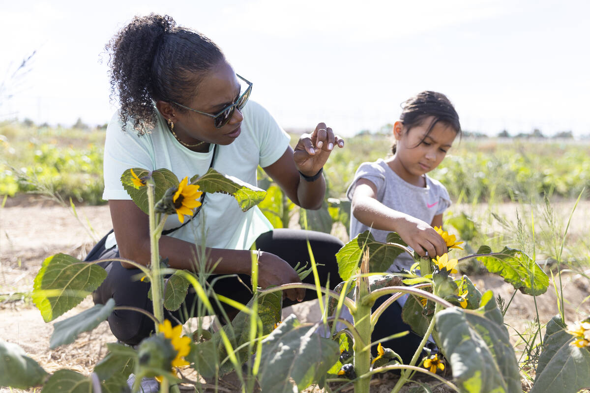 Natalie Henline, left, with her daughter Ava, 6, pick sunflowers during a visit to Gilcrease Or ...